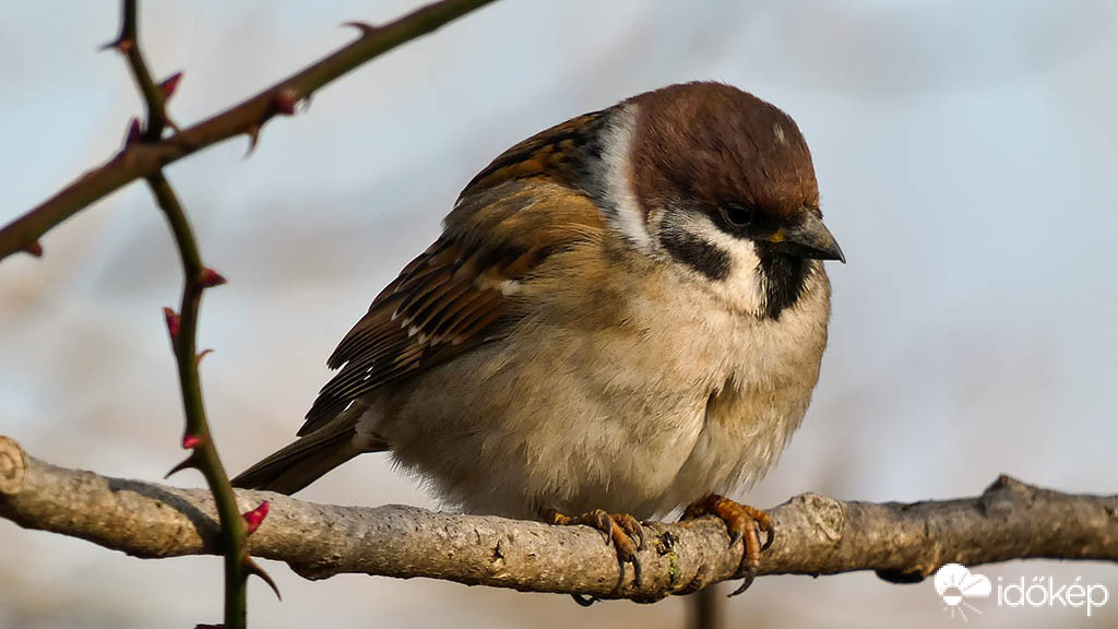 Szemlélődő