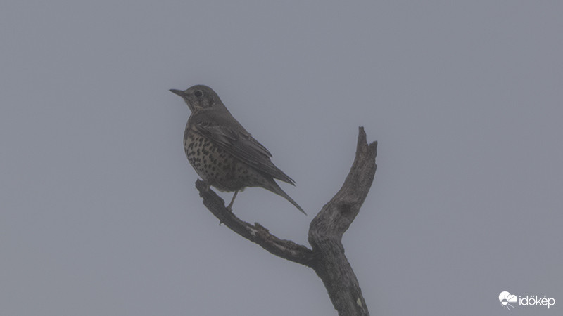 Rigófütty a ködben