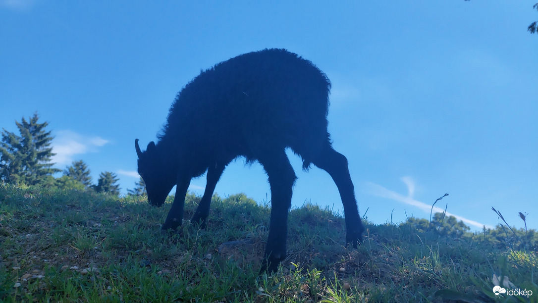 Észlelési fényképek
