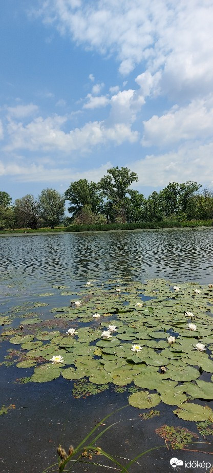 Tiszaalpár