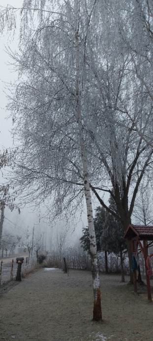 Tiszaalpár