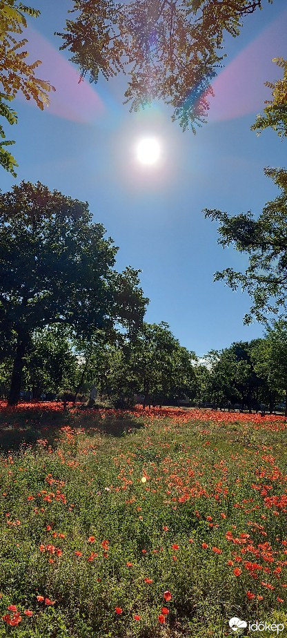 Tiszaalpár
