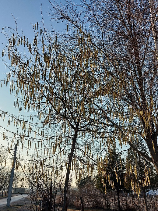 Tiszaalpár