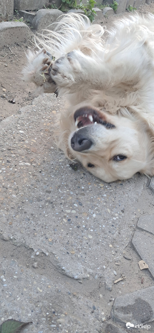 A kis szeder zabáló!