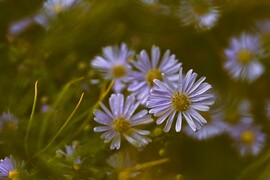 Őszirózsák az esőben