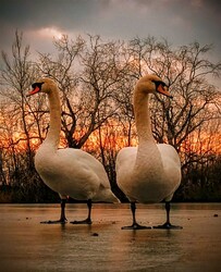 albertlaszlo fotója