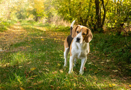 Hogy mondod? Ősz van?