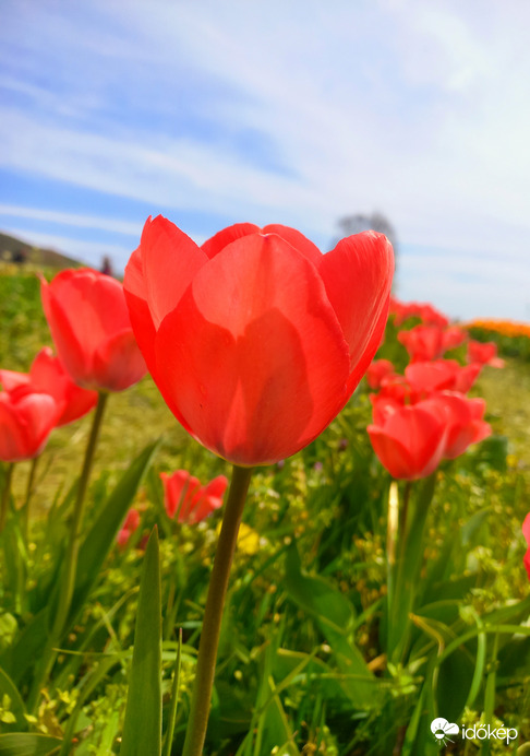 Tulipános