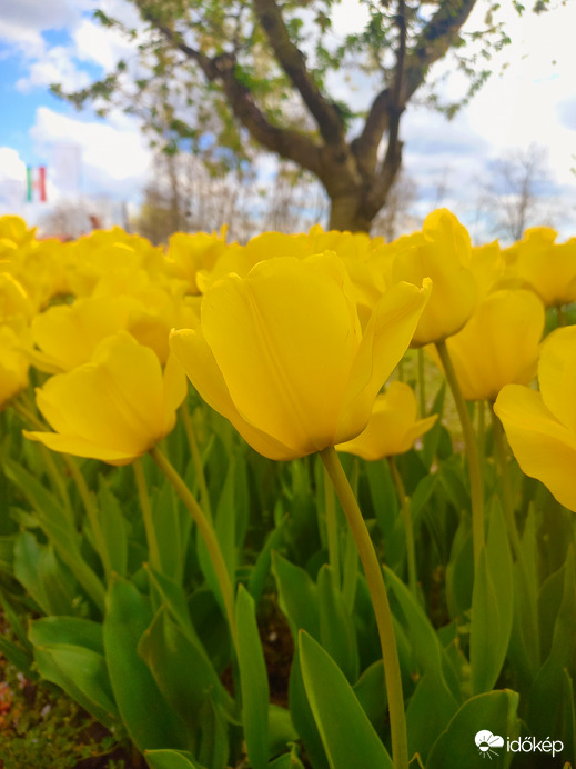 Tulipános