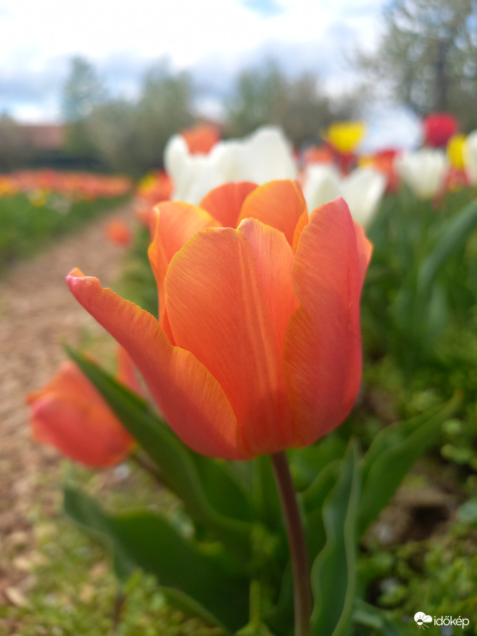 Tulipános