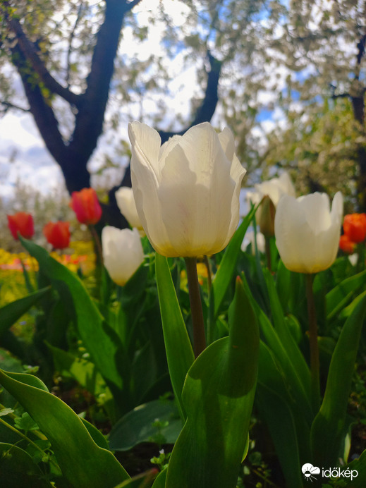 Tulipános