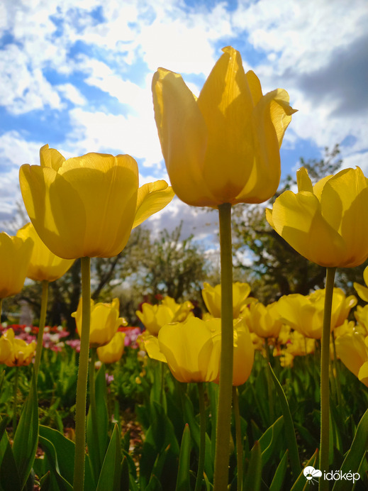 Tulipános