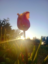 Naplemente