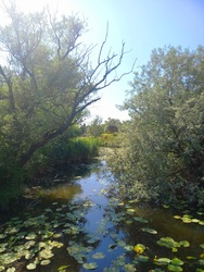 Csoda természet