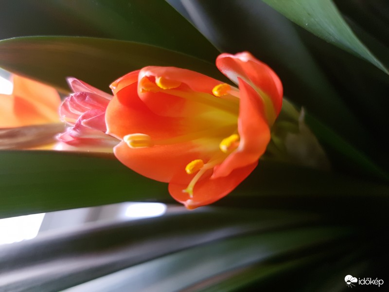 clivia