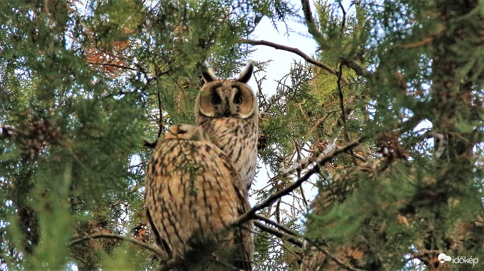 Párosan szép az élet!!!