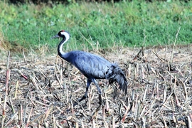 Csak szépen kecsesen! 