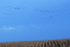 Darvak szárnyalása2