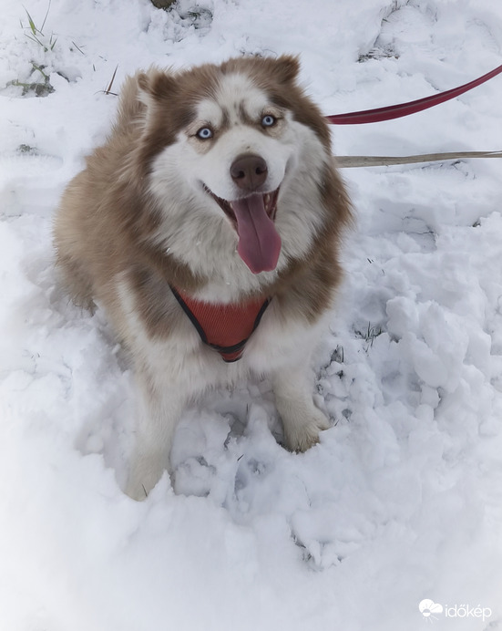 Úgy élvezem én a havat!!! 