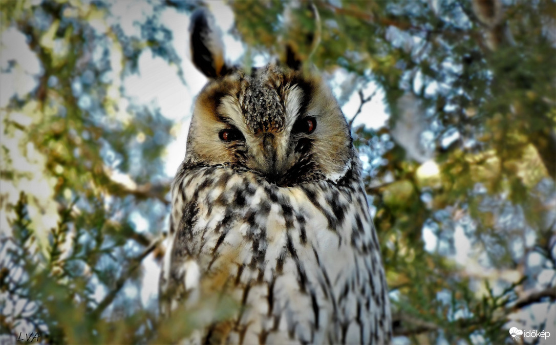 Hipp-hopp, itt vagyok! 