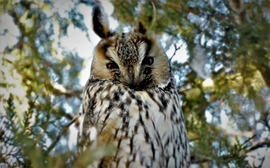 Hipp-hopp, itt vagyok! 