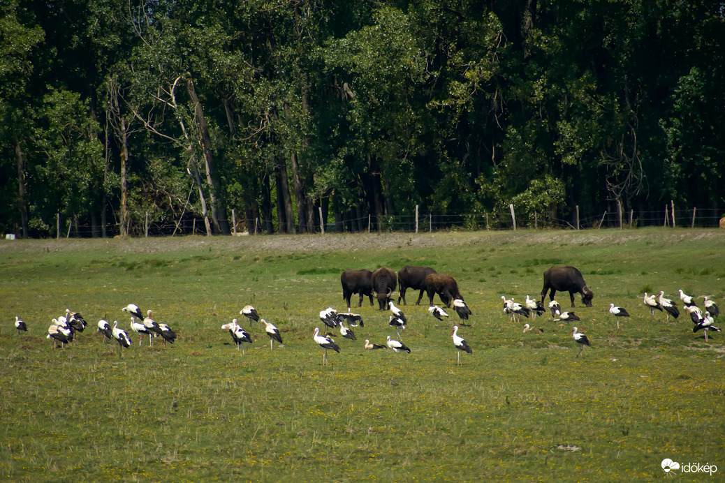 Gyülekező