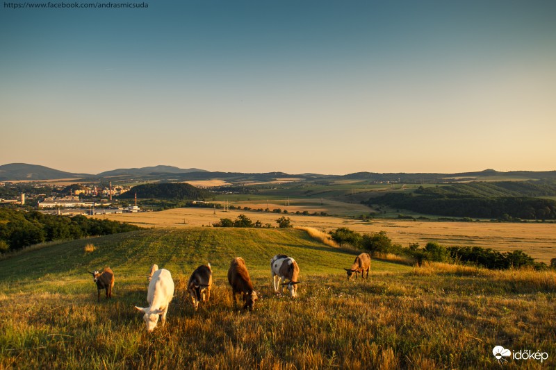 Legelésző kecskék