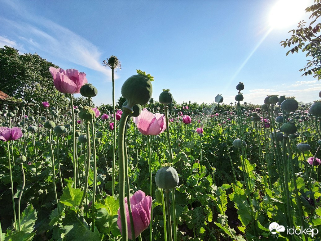 Észlelési fényképek