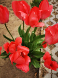 Piros tulipánok