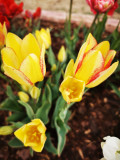 Sárga cirmos tulipánok