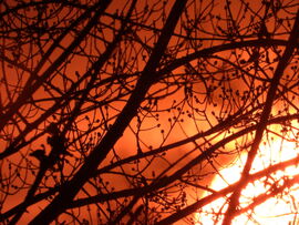 Naplemente és sziluett