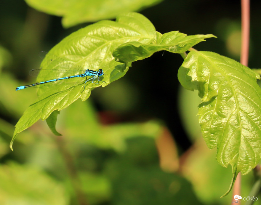 Kék és a zöld találkozása! 