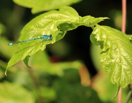 Kék és a zöld találkozása! 