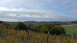 Balatonszőlős