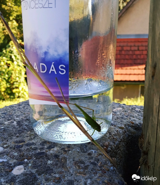 Hajnalhasadással a lábam is elhagytam.