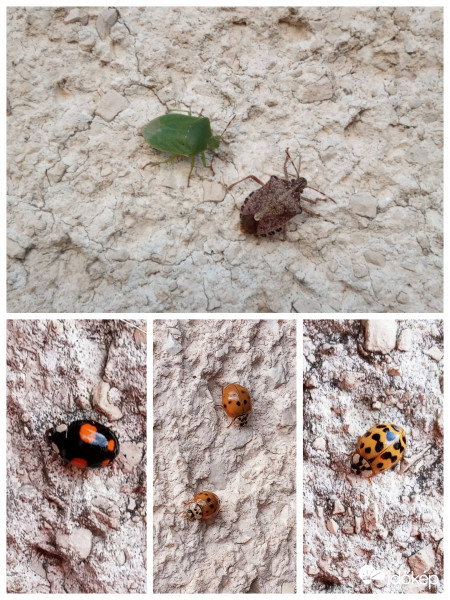 Támadásba lendültek ! :P