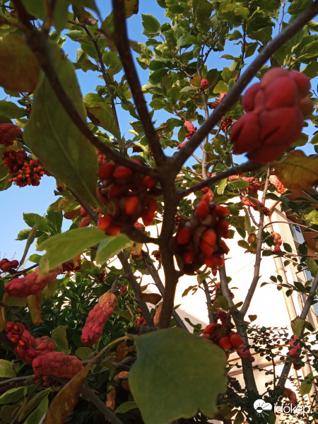 Beérett magnólia termések.