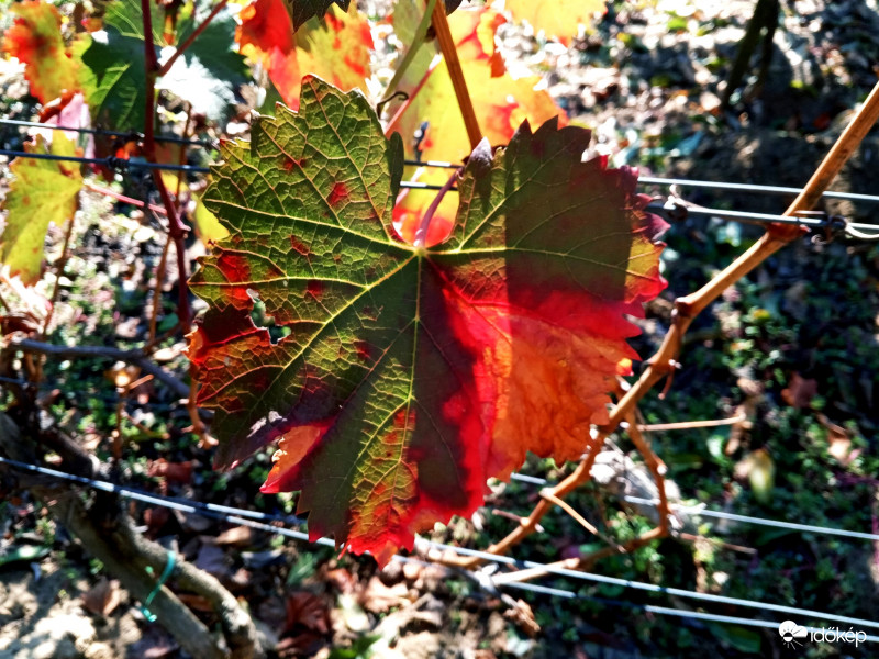 Színkavalkád egy levélen