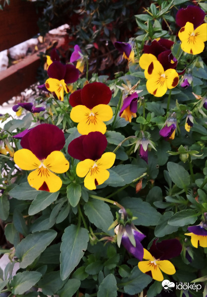 Szívósak vagyunk :)