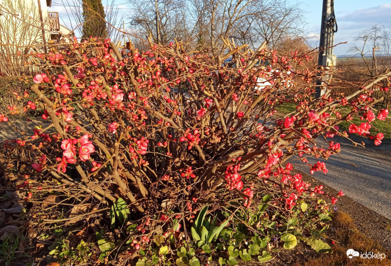 Már ennyire kinyílt a Japánbirs is