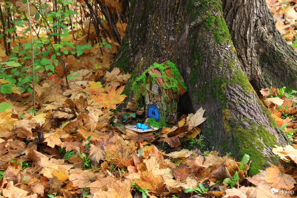 manók költöztek Győrbe