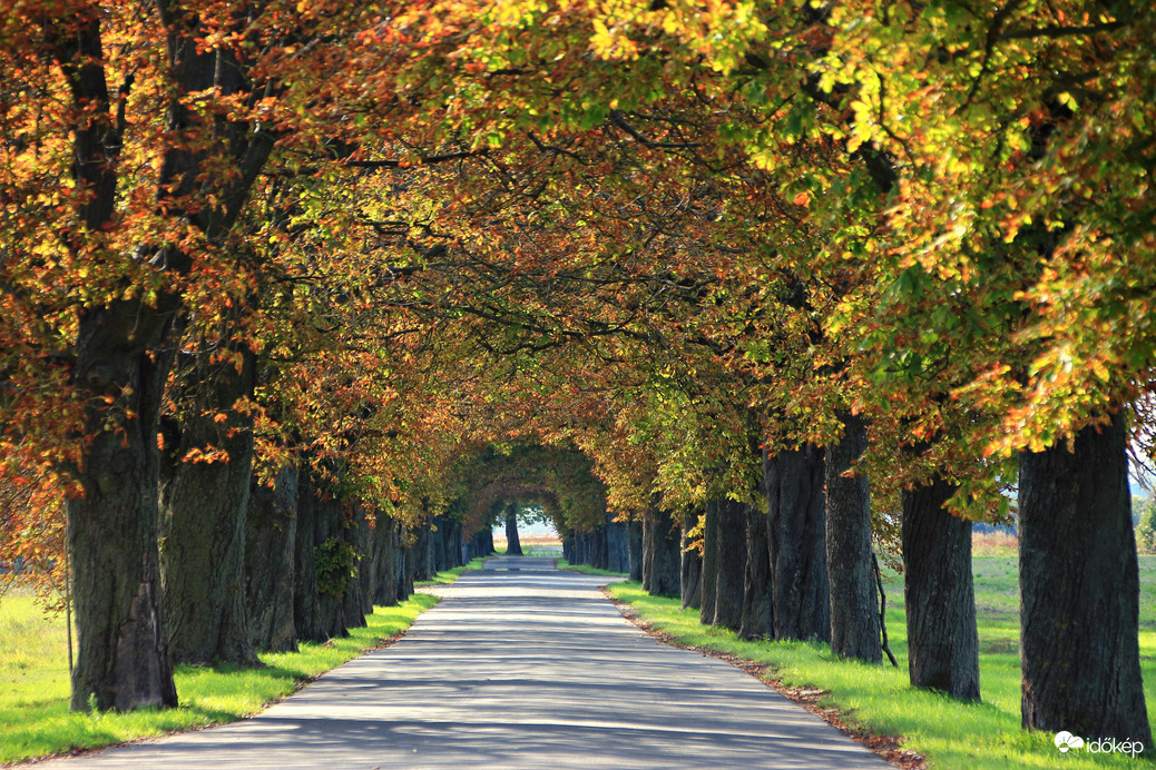 Lipóti gesztenye fasor