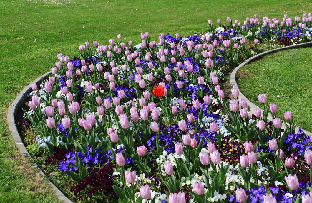 Tulipánvirágzás