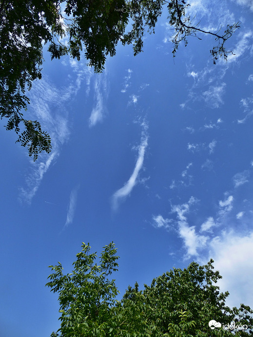 Vortex
