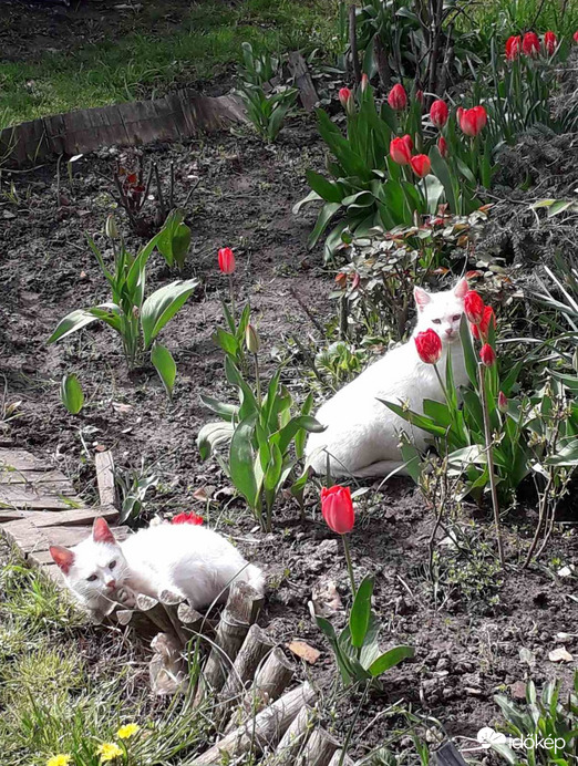 A macskák szeretik a tulipánokat. 