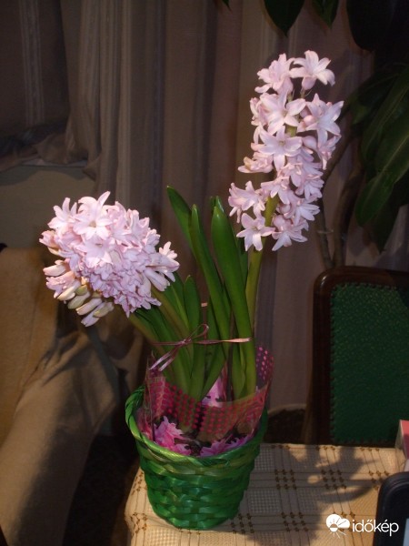 Rózsaszín tavaszváró