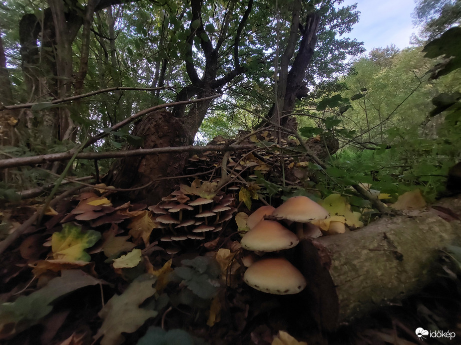 Észlelési fényképek