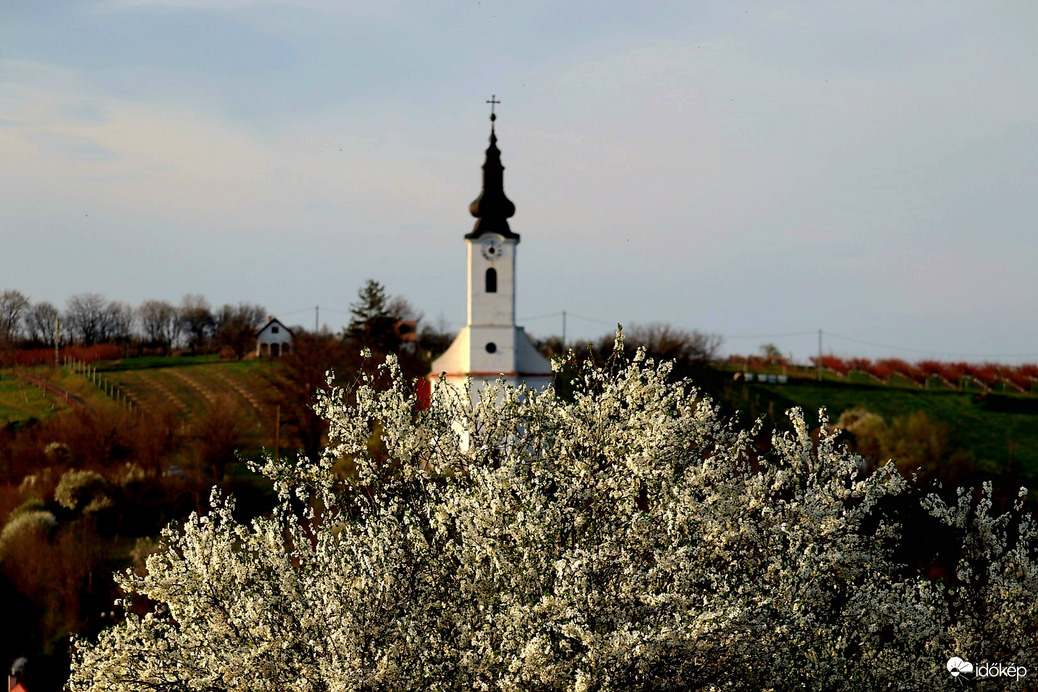 Mirabolán fa virágzás 