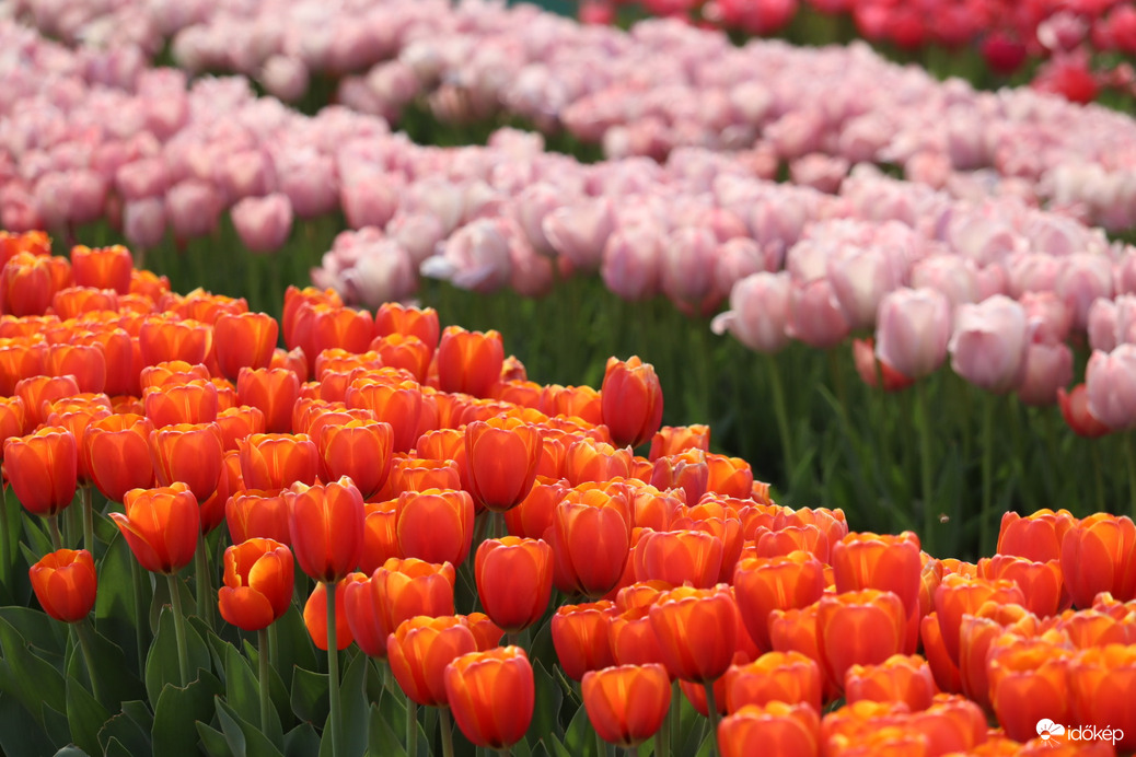 Kőröshegyi tulipánkert 