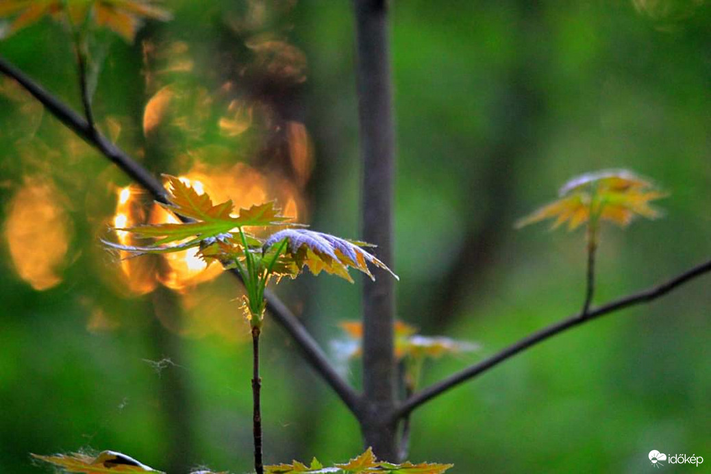 Észlelési fényképek